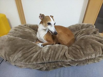 カイホイ