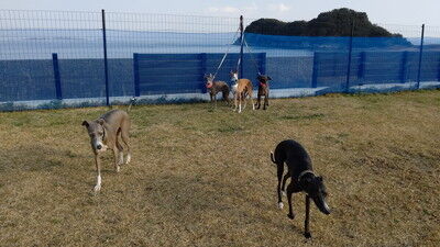 海の見えるラン_WistariaFieldDogRun (7)