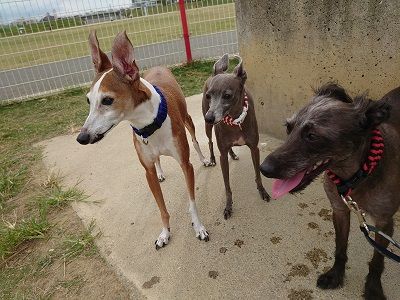 ラグビーワールドカップ日本_花園ラグビー場2