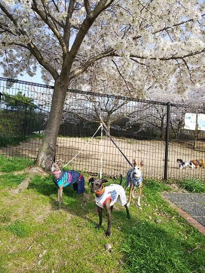 岸和田SAドッグラン桜満開2