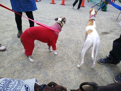 パートナードッグカーニバル21
