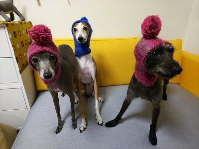 イタグレさくらん帽2