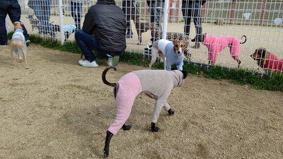 花園中央公園イタグレ (1)