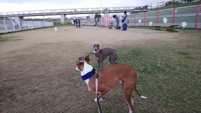 花園中央公園ドッグラン (1)