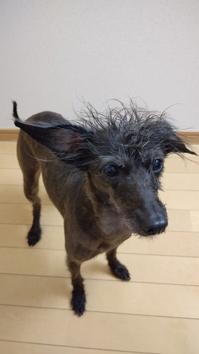 イタプーりん (3)