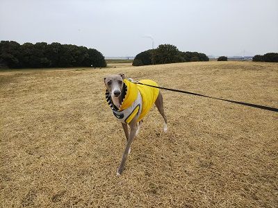 海ふれイタグレ7