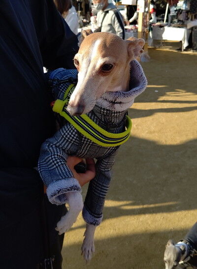 わんにゃんマルシェ住之江公園 (24)