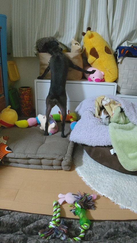 イタプーりん (2)