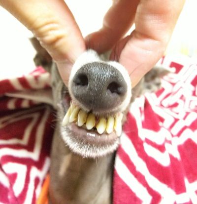 イタグレこまり抜歯1
