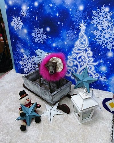 イタグレクリスマス1