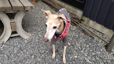 イタグレBBQマピール家 (2)