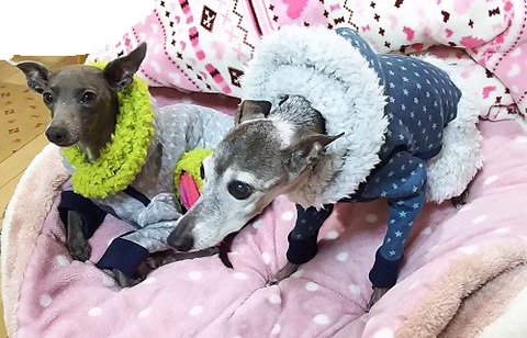 イタグレ服_アル_こまり1