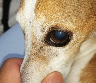 白内障予備軍 こまりーーーーーんこ