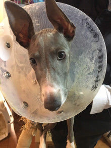 骨折イタグレオクラ里親募集