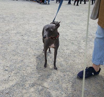 パートナードッグカーニバル12