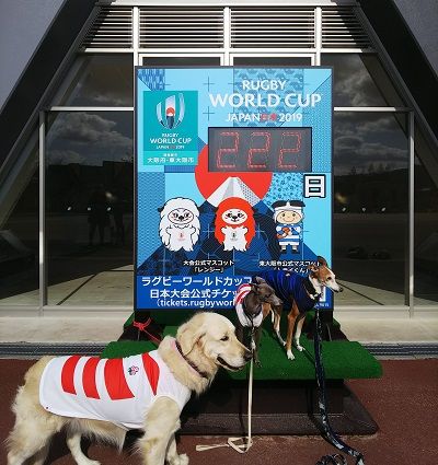 ラグビー日本代表公式ジャージ犬用7