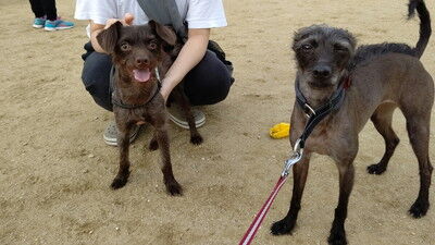 イタプーとチワプー (1)