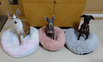 犬用ベッド (2)