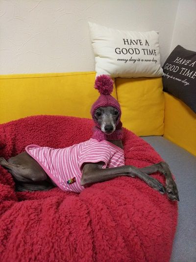 イタグレさくらん帽3