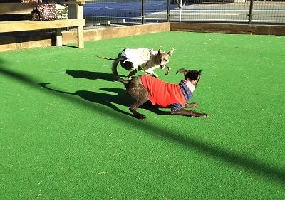 カインズホーム_ドッグラン1