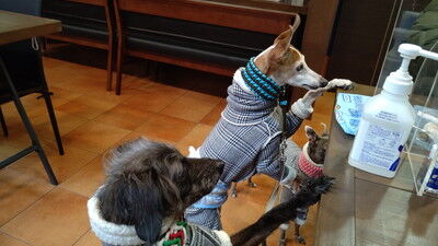 ドッグカフェアムールワン (7)