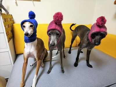 イタグレさくらん帽1