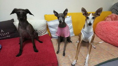 イタリアングレーハウンド