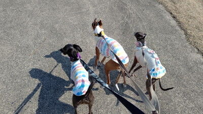 せせらぎの里こうらイタグレ (2)