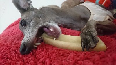 最近また店頭で見かけるヒマチー こまりーーーーーんこ