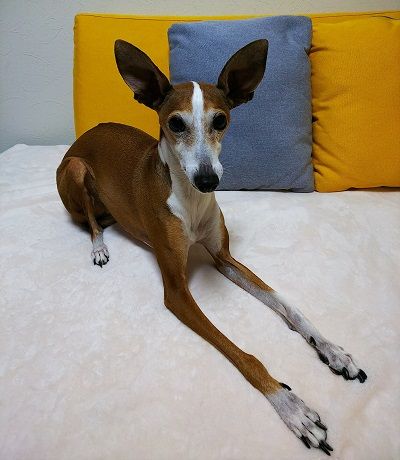 イタグレ_ジェイ10歳5