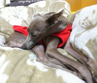 イタグレこまり抜歯4