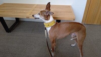 イタグレ_ジェイ_血液検査い (2)