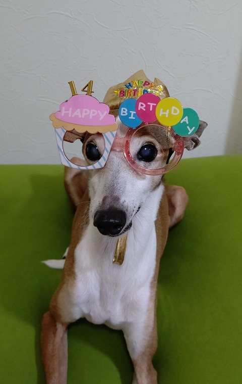 イタグレジェイ14歳誕生日 (5)