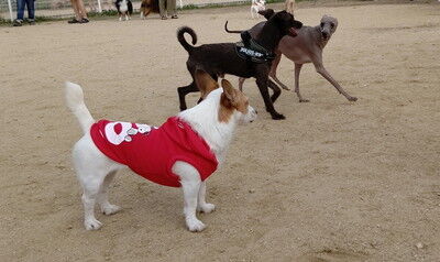 イタプーとチワプー (9)