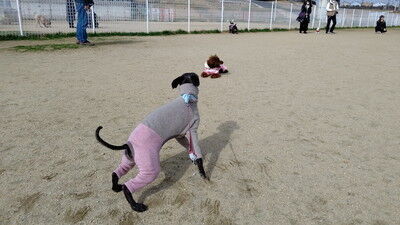 花園中央公園イタグレ (10)