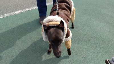 海ふれイタグレアロエ