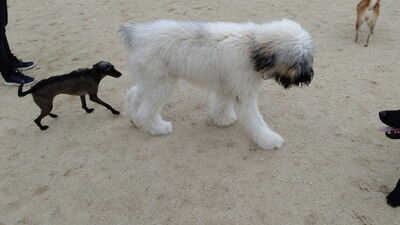 イタプーとチワプー (5)