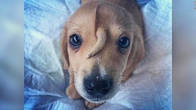 イモトアヤコっぽい眉毛の犬 こまりーーーーーんこ