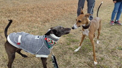 海ふれイタグレペロ (4)