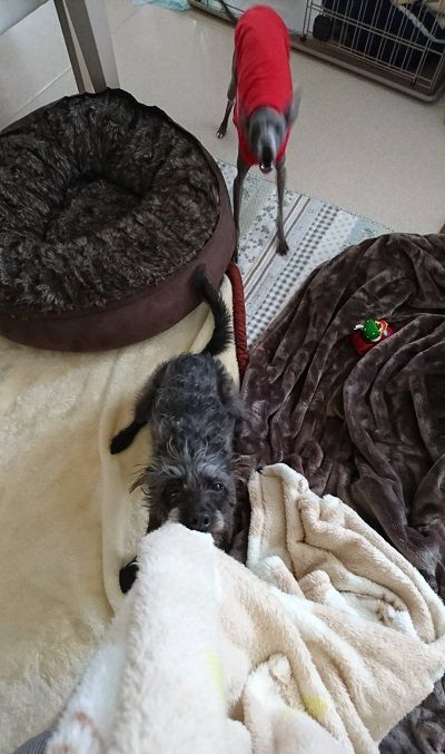 italiangrayhound3