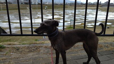 花園ドッグラン (3)