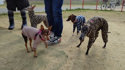 花園中央公園イタグレ (8)