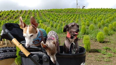 びわこ函館山 (3)