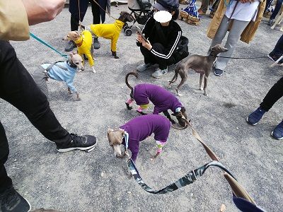 パートナードッグカーニバル2