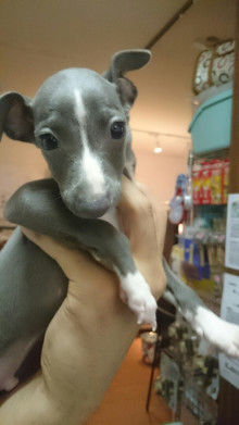 イタグレ_保護犬カフェ