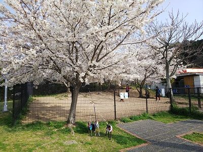 岸和田SAドッグラン桜満開1