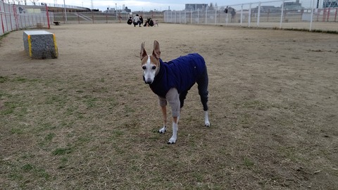 イタグレジェイ (1)