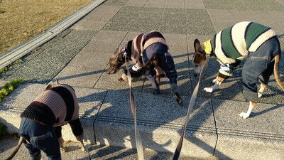 イタグレ花園中央公園 (4)
