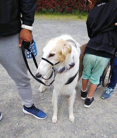 パートナードッグカーニバル33