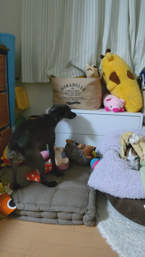 イタプーりん (1)